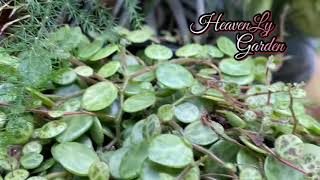 HeavenLy Garden Plants: Pepperomia and String of turtles