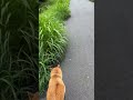 雨が止んだ時間に土手を散歩する柴犬マメ