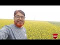 সরিষা ফুলের সোনালি সৌন্দর্য mustard flower blooming in nature sofullah vlogs