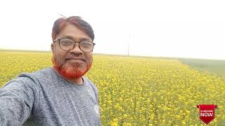 সরিষা ফুলের সোনালি সৌন্দর্য | Mustard Flower Blooming in Nature | sofullah Vlogs