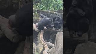 黑猩猩Chimpanzee/Taipei Zoo