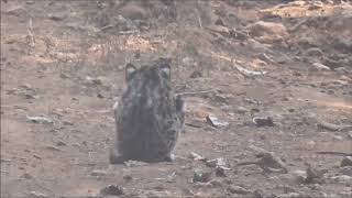 Leopard cat at Dajipur (Radhanagari) sanctuary