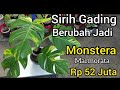 Cara Buat Daun Sirih Gading Seperti Monstera Marmorata Varigata | Tidak Perlu Beli Monstera Lagi |