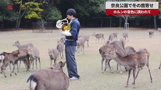 【速報】奈良公園で冬の鹿寄せ ホルンの音色に誘われて