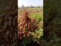 మా పొలంలో వేరుశనగ కోసాము ఈ రోజు 👌🤩 ytshorts farming viral