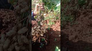 #మా పొలంలో వేరుశనగ కోసాము ఈ రోజు 👌🤩#ytshorts#farming#viral#