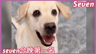 拉布拉多seven老四💕2023-8-8💕Labrador  seven💕#Queen爱赛文一家 #seven老四小迷糊 💕#seven老四小迷糊