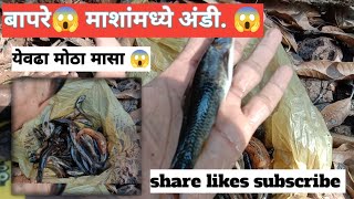 नदीवर गेलो केली भन्नाट मासेमारी #कोकण #कोकणात #रत्नागिरी #fishing   काडालीन पकडले मासे