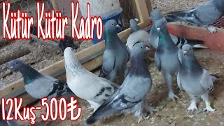 Kütür Kütür Kadro. 12Kuş-500puan