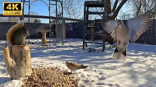 Cat TV - Vol.8 - 4K 8.5 Hours - Birds and Squirrels Enjoying Fresh Snow - Animal TV - Pet TV