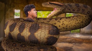 Anaconda Snake Part 1 in Real Life - Anaconda Live bait - Anaconda Attack