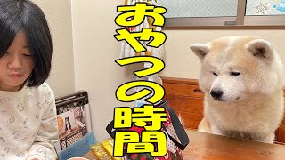 楽しいおやつの時間・秋田犬そうすけ君・シェパードマック【VLOG】