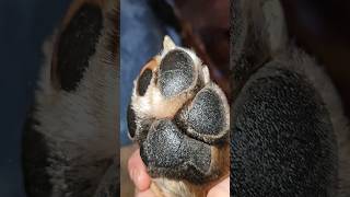 [Wax On] 🐾  #dogsofyoutube #dogcare #doglover #dog #dogs #boxerdog #dogshorts #pet #pets #paws