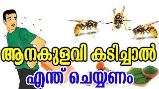 ആനകുളവി  കടിച്ചാൽ എന്ത് ചെയ്യണം | Home Remedies to Get Rid of Wasp Sting | Health Tips