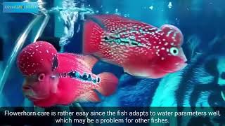10 Most Colorful Fresh water Fish For Your Aquarium |  Anjali Stores -AndariTv