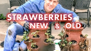 RE-NEW Last Year's Strawberry Plants |  EASY TO FOLLOW STEPS by Charles Malki