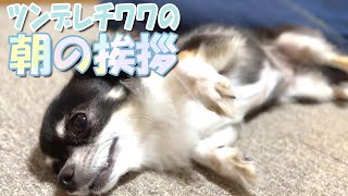 ツンデレチワワ【うちのわんこ】