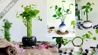 5 Growing Styles For Money Plant | Money plant interior Decoration | Money Plant Ideas//GREEN PLANTS
