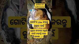 ଅଦିନିଆ ଝଡ଼ ଭାଙ୍ଗିଦେଇ ଗଲା ସୁଖ ସଂସାର 🥹#sadstatus #dog #youtubeshorts #viralvideo #likesharesubscribe