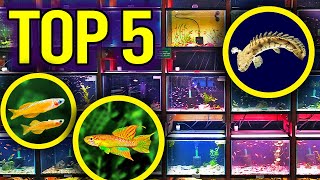 Top 5 Community, Centerpiece and Oddball Aquarium Fish