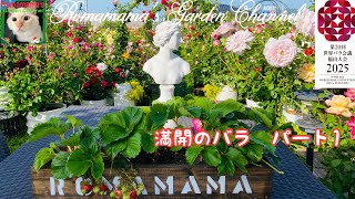 【満開のばら】ロマママガーデン5月4日のバラ　#青薔薇　#つるバラ