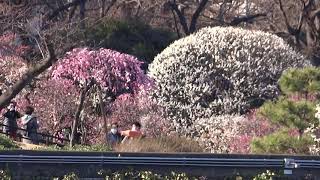 隅田公園　梅の花　2021.2.19　満開の梅の木。　満開　浅草　　隅田川　築山