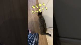 おやつを貰う前と後の猫の豹変ぶり😽Cat's sudden change before and after getting a snack #Shorts