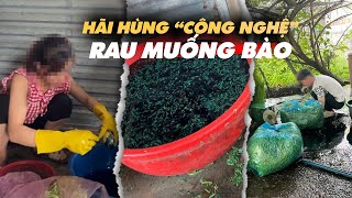 Rợn người "công nghệ" phù phép rau muống bào siêu bẩn, biến héo thành tươi