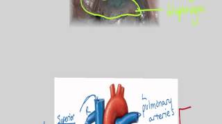 6.2 transport system - structure of heart