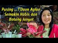 Aglaonema Habis Daun Perlahan2 Batang Membubur