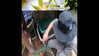 #増設　一人でプランターでミミズコンポストを作ってみた　#Addition　I made worm compost in a planter.　#Shorts