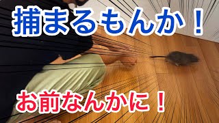 「獣医から学んだ」デグーの捕まえ方！【初心者でも簡単】