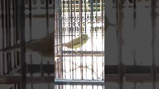 Tempelkan Kicauan Burung Kolibri Ninja Ijoan Muda Gacor Ke Kolibri