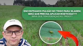 Encontramos pulgão no trigo para silagem, precisa aplicar inseticida? Será que tem doenças? (v73)