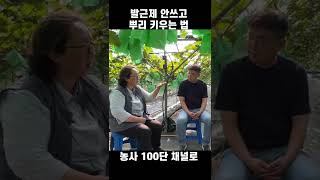 폴리인산 썼더니 발근제 없어도 샤인머스캣 뿌리가 대박 | 농사 100단 #shorts