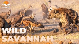 WILD SAVANNAH | The Kingdom of Savage Scavengers (One-Click Version) | Wildlife Documentary