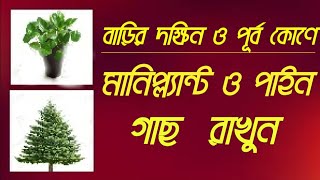 বাড়িতে বাঁশ গাছ না রেখে মানিপ্লান্ট এবং পাইন গাছ রাখুন ۔۔7797967225