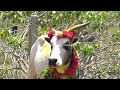 இதான்டா தமிழன் வளர்ப்பு காளைய பிரியமா வருதே jallikkattu video