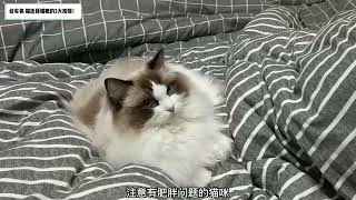 布偶猫粮哪个牌子好？