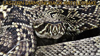 Eastern Diamondback Rattlesnake Rattling In 4K!!