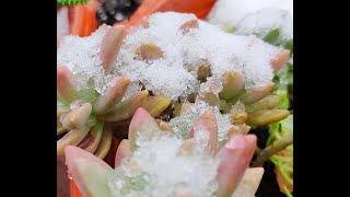 露养的多肉植物昨晚淋雨又经低温冰雪，今天开始融雪，它们会冻死吗？观察中