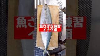 イナダで魚さばき練習