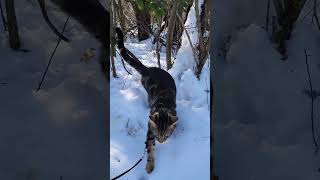 Walk 1.17.25 | Kimahri Follows Commands Decently | Cox Arboretum #bengalcat  #snow #hiking