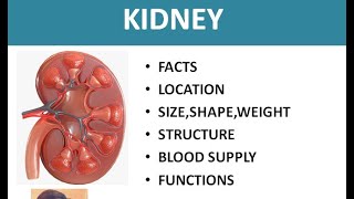 Function of kidney, structure, anatomy and blood supply of Kidney in Hindi/Urdu - Medical Lectures