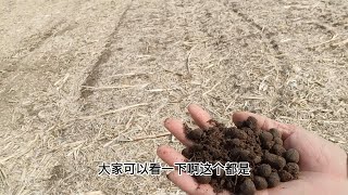 小伙农村包了不少地，直接用羊粪做肥料，不上化肥真的可行？