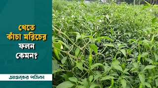 কাঁচা মরিচের দাম কেন বাড়ছে—কুড়িগ্রামের বিস্তৃর্ণ মরিচের খেত দেখে যা জানা যাচ্ছে | Ajker Patrika