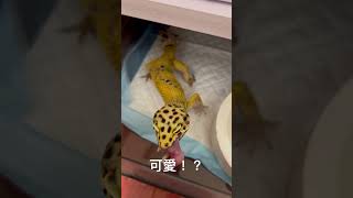 橘化豹紋守宮吃乳鼠（這算可愛吧？）