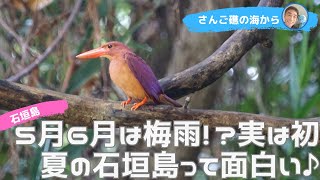 5月6月の石垣島は梅雨!?実は初夏の石垣島って面白い♪アカショウビンにゲットウの花♪