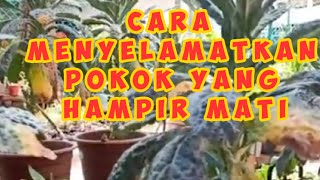 CARA MENYELAMATKAN POKOK YANG HAMPIR MATI (HOW TO SAVE A DYING PLANT)