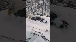 Bald eagle peeks out from snow-covered nest after Minnesota storm